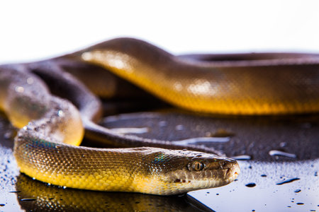Single Rainbow Serpent Water Python - Liasis fuscus - isolated on black mirror in studio