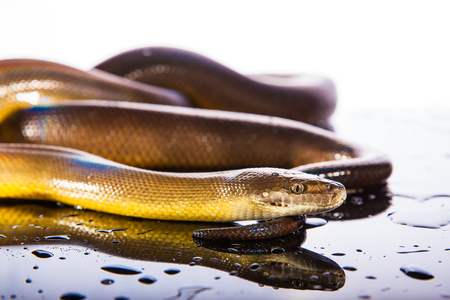 Single Rainbow Serpent Water Python - Liasis fuscus - isolated on black mirror in studioの写真素材