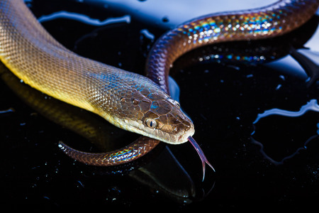 Single Rainbow Serpent Water Python - Liasis fuscus - isolated on black mirror in studioの写真素材
