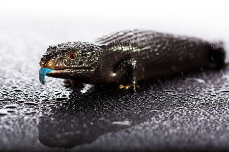 Black blue tongued lizard in wet dark shiny studio environement Black blue tongued lizard in wet dark shiny studio environement