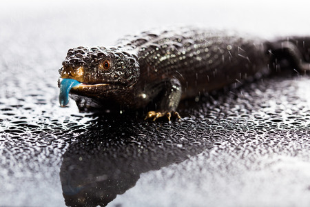 Black blue tongued lizard in wet dark shiny studio environementの写真素材