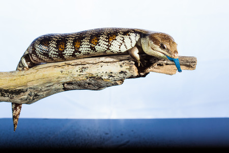 Australian blue tongued lizard in wet dark shiny environementの写真素材