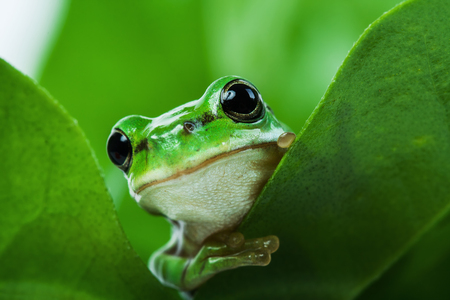 Cute little green tree frog peeking out from behind the leavesの写真素材