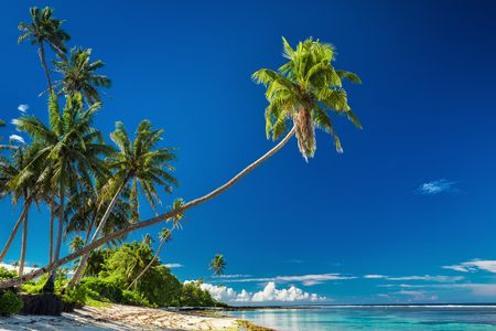 Tropical beach on south side of Samoa Island with coconut palm treesの写真素材