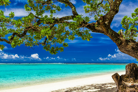 Pristine beach on tropical island during sunny day framed by a tree with green leavesの写真素材