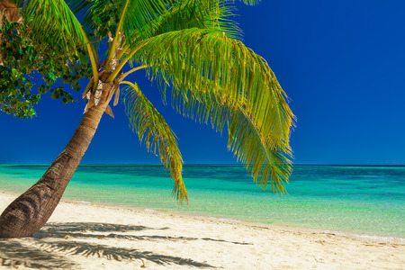 Palm tree over white beach on a a Plantation Island, Fiji, South Pacificの写真素材