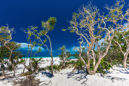 Amazing Whitehaven Beach in the Whitsunday Islands with white trees, Queensland, Australiaの写真素材