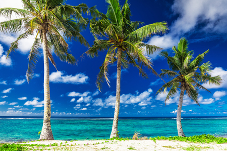 Tropical Lalomanu beach on Samoa Island with three palm trees, Upolu, South Pacificの写真素材