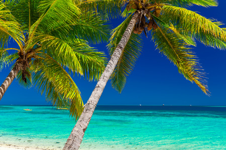 Tropical beach with coconut palm trees and clear lagoon on Fiji Islandsの写真素材
