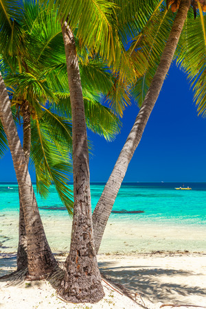Tropical beach with coconut palm trees and clear lagoon on Fiji Islandsの写真素材