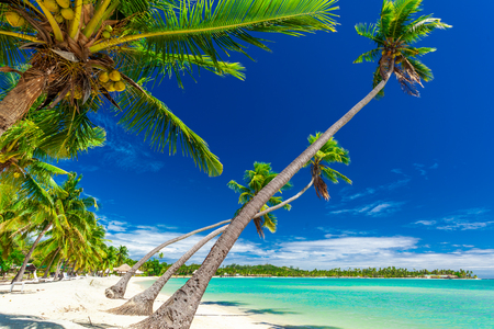 Tropical beach with coconut palm trees and clear lagoon on Fiji Islandsの写真素材