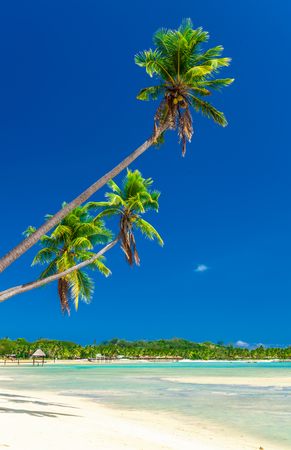 Tropical beach with coconut palm trees and clear lagoon on Fiji Islandsの写真素材