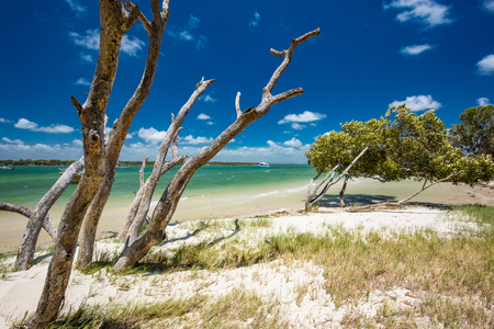 Summer tropical beach with trees on the east side of Bribie Island, Queensland, Australiaの写真素材
