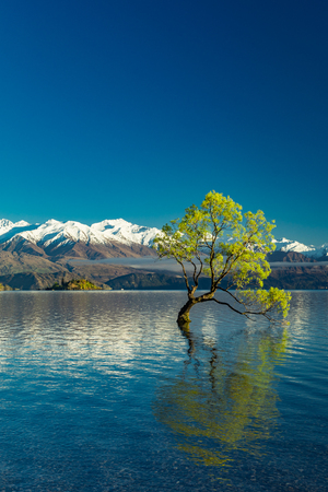 The famous Lonely tree of Lake Wanaka and snowy Buchanan Peaks, South Island, New Zealandの写真素材