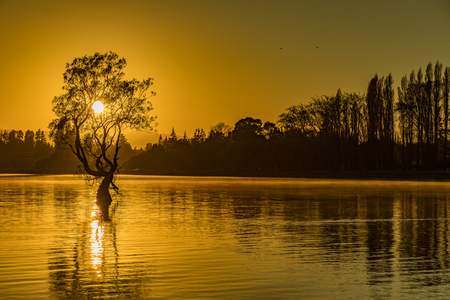 The famous Lonely tree of Lake Wanaka and snowy Buchanan Peaks, South Island, New Zealandの写真素材