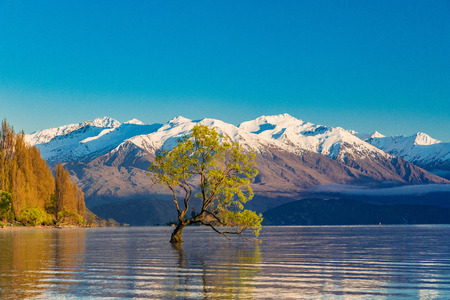 The famous Lonely tree of Lake Wanaka and snowy Buchanan Peaks, South Island, New Zealandの写真素材