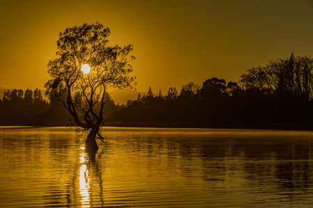 The famous Lonely tree of Lake Wanaka and snowy Buchanan Peaks, South Island, New Zealandの写真素材