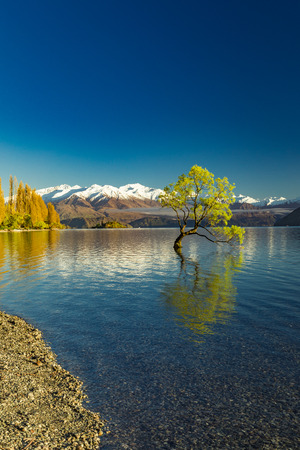 The famous Lonely tree of Lake Wanaka and snowy Buchanan Peaks, South Island, New Zealandの写真素材