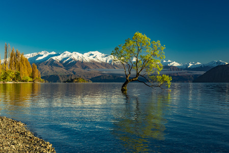 The famous Lonely tree of Lake Wanaka and snowy Buchanan Peaks, South Island, New Zealandの写真素材