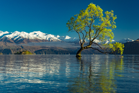 The famous Lonely tree of Lake Wanaka and snowy Buchanan Peaks, South Island, New Zealandの写真素材