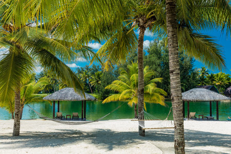 Palm trees and hammock on a tropical sunny beach, islands of Vanuatu