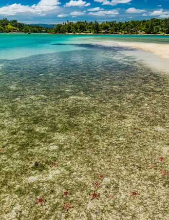 Vibrant Palm trees on a tropical beach, Vanuatu, Erakor Island, Efateの写真素材