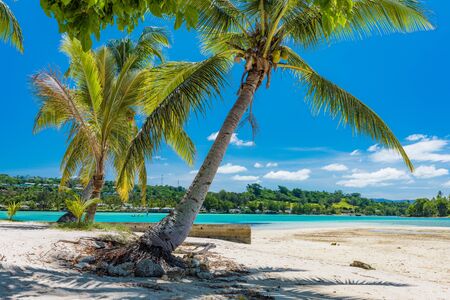 Vibrant Palm trees on a tropical beach, Vanuatu, Erakor Island, Efateの写真素材