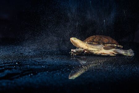 Australian eastern long-necked turtle in heavy rain on black mirror.の写真素材