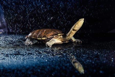 Australian eastern long-necked turtle in heavy rain on black mirror.の写真素材