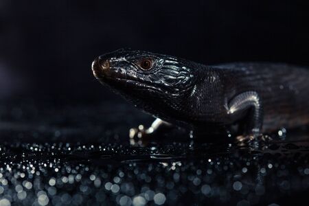 Black blue tongued lizard in wet dark shiny environement.の写真素材
