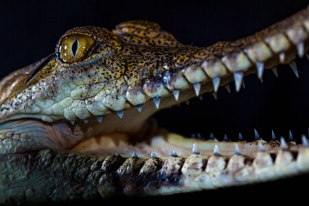 Fresh water crocodile - native animal in northern Australia, studio, reflectionの写真素材