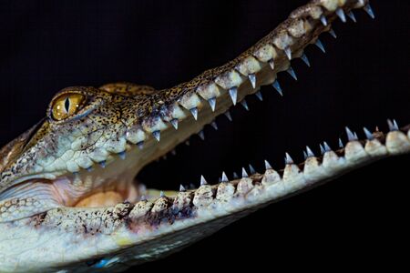 Fresh water crocodile - native animal in northern Australia, studio, reflectionの写真素材