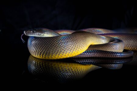 Single Rainbow Serpent Water Python - Liasis fuscus - isolated on black mirror.の写真素材