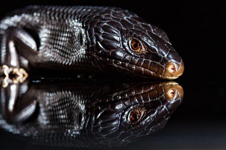 Black blue tongued lizard in dark shiny mirror environement.の写真素材
