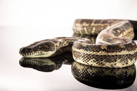 Royal Python, or Ball Python (Python regius), studioの写真素材