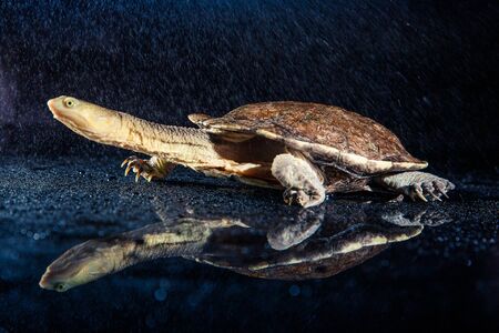 Australian eastern long-necked turtle in heavy rain on black mirror.の写真素材