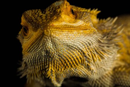 Agama bearded dragon reptile on black background, studio.の写真素材