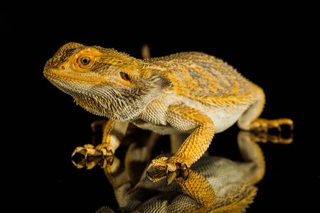 Agama bearded dragon reptile on black background, studio.の写真素材