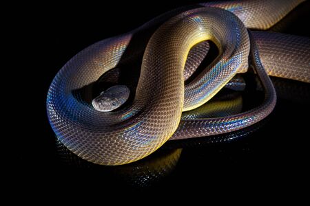 Single Rainbow Serpent Water Python - Liasis fuscus - isolated on black mirror.の写真素材