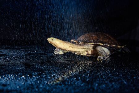 Australian eastern long-necked turtle in heavy rain on black mirror.の写真素材