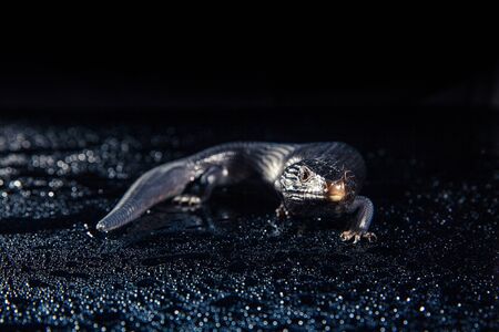 Black blue tongued lizard in wet dark shiny environement.の写真素材