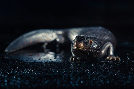 Black blue tongued lizard in wet dark shiny environement.の写真素材