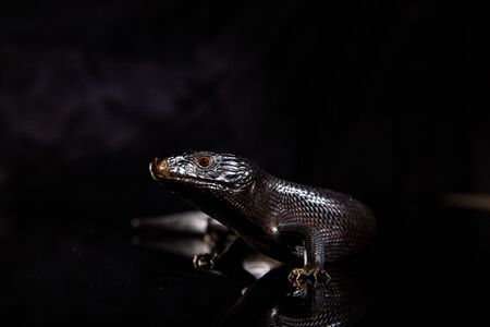Black blue tongued lizard in dark shiny mirror environement.の写真素材