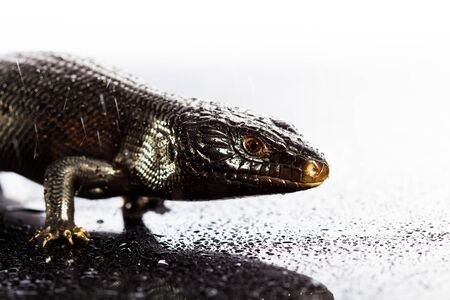 Black blue tongued lizard in wet dark shiny environement.の写真素材
