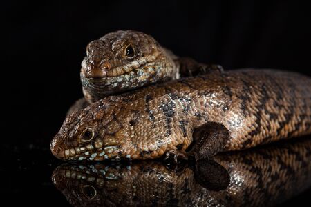 Pair of Cunningham skinks - Egernia cunninghami - skink species native to Australiaの写真素材