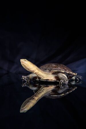 Australian eastern long-necked turtle in heavy rain on black mirror.の写真素材