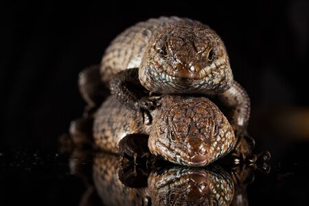 Pair of Cunningham skinks - Egernia cunninghami - skink species native to Australiaの写真素材