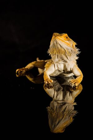 Agama bearded dragon reptile on black background, studio.の写真素材