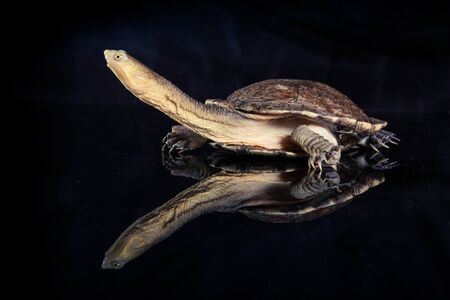 Australian eastern long-necked turtle in heavy rain on black mirror.の写真素材