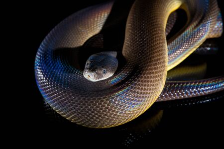 Single Rainbow Serpent Water Python - Liasis fuscus - isolated on black mirror.の写真素材
